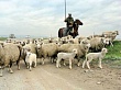 В Дагестане проходит перегон овец на зимовку